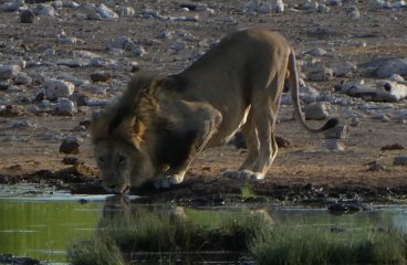 Etosha…It’s Definitely Kosher!!