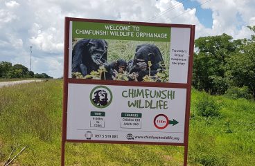Chimfunshi – Chimp Heaven