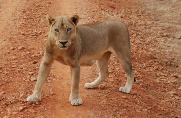 A Trip to South Luangwa National Park