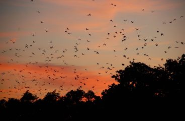 Bats Galore – A trip to Kasanka National Park