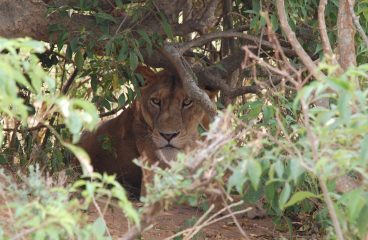 Uganda – Pearl of Africa