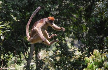 Au Revoir Uganda