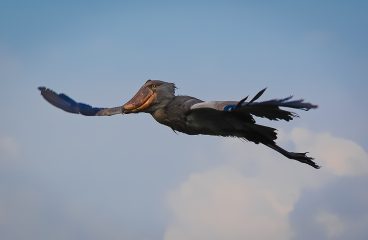 The Elusive Shoebill