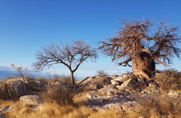 Beautiful baobobs, love stories and sacred sites