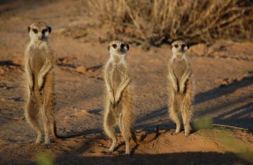 Meerkat Manor