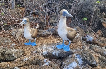 Galápagos Islands – Out of This World!