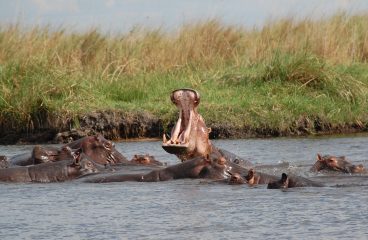 A Close Encounter of the Hippo Kind