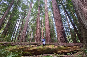 The Giant Californian Coastal Redwoods