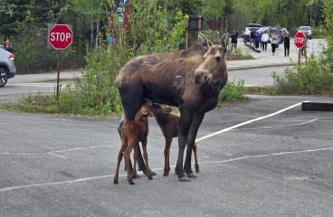 Our Northern Adventure – Part 3: Anchorage to Dawson City